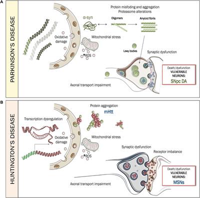 Is the Immunological Response a Bottleneck for Cell Therapy in Neurodegenerative Diseases?